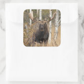 Sticker Carré Impressionnant orignal (Sac)