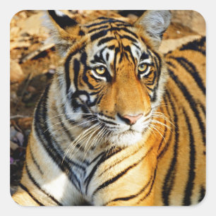 Sticker Carré Inde, Sawai Madhopur, Ranthambore National