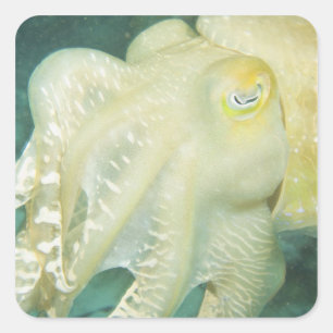 Sticker Carré Indonésie, province de Sulawesi Sud, Wakatobi