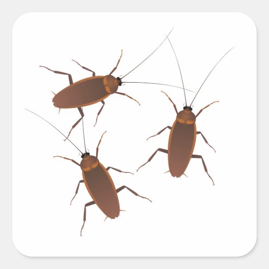 Sticker Carré Insecte Cockroach (Devant)