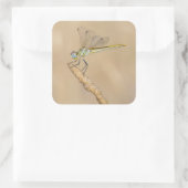 Sticker Carré Insecte femelle de libellule d'écumeur (CC BY 4.0) (Sac)