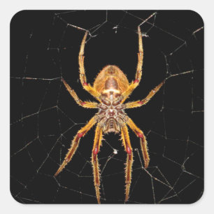 Sticker Carré insecte macro araignée colombie