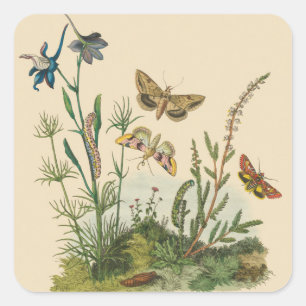 Sticker Carré Insectes de jardin vintage, papillons, chenilles