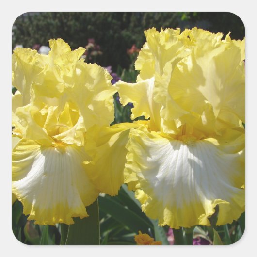 Sticker Carré Iris Iris Iris Lourds Fleurs florales (Devant)