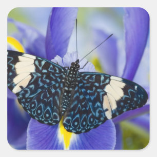 Sticker Carré Iris Pourpre Papillon Tropical