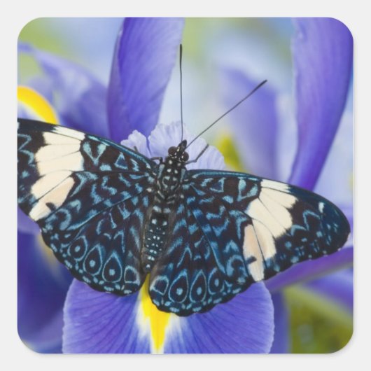 Sticker Carré Iris Pourpre Papillon Tropical (Devant)