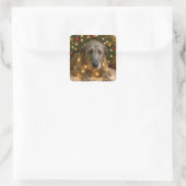 Sticker Carré Irish Wolfhound Tangled In Holiday Lights (Sac)
