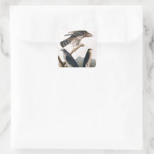 Sticker Carré J.J. Audubon (Goshawk, Stanley Hawk) (1829) (Sac)