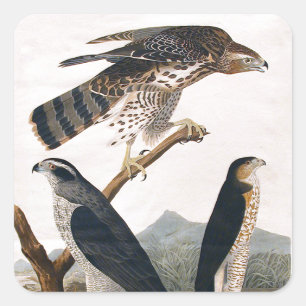 Sticker Carré J.J. Audubon (Goshawk, Stanley Hawk) (1829)