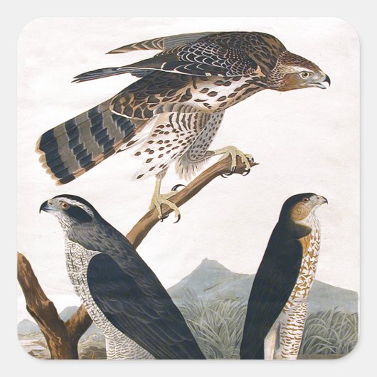 Sticker Carré J.J. Audubon (Goshawk, Stanley Hawk) (1829) (Devant)
