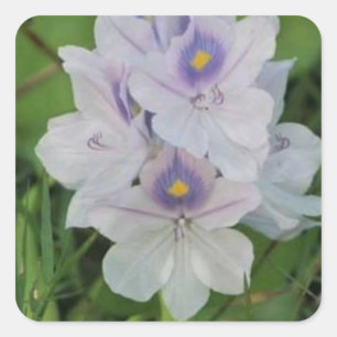 Sticker Carré Jacinthe d'eau en fleurs - Fleur aquatique tropica