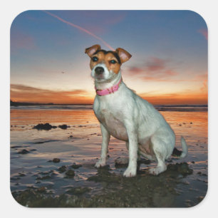 Sticker Carré Jack Russell Sitting Beach Brighton Beach