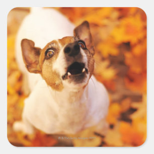 Sticker Carré Jack Russell Terrier aboiement et saut, automne