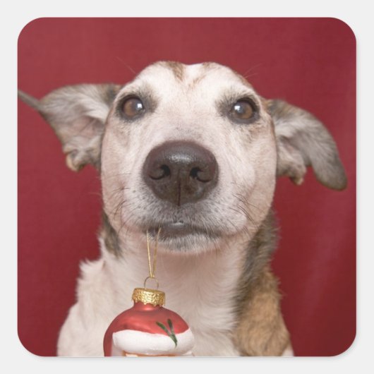 Sticker Carré Jack Russell Terrier Holding Ornament de Noël (Devant)