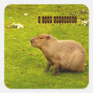 Sticker Carré J'adore l'autocollant Capybaras
