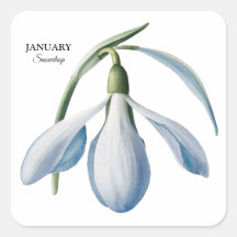 Janvier Snowdrop Bloom - Cadeau personnalisé