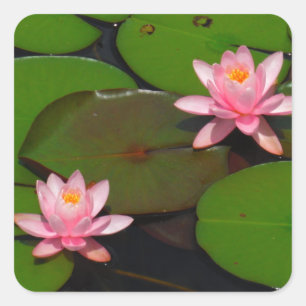 Sticker Carré Jardin de fleurs de laine d'eau de lotus rose,
