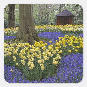 Sticker Carré Jardin de jonquilles, muscaris et tulipes,