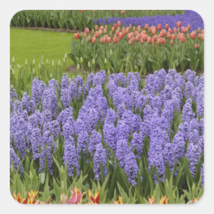 Sticker Carré jardin de Tulip et Hyacinth, jardins de Keukenhof,