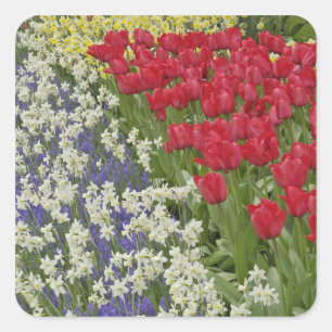 Sticker Carré Jardin de tulipes et de jonquilles, Jardins de Keu