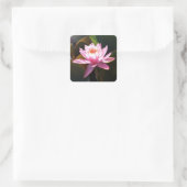 Sticker Carré Jardin d'eau rose rose Nénuphar éclairé (Sac)
