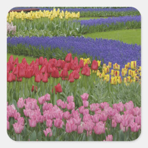Sticker Carré Jardin des tulipes, Grape Hyacinth et