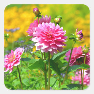 Sticker Carré Jardin fleuri rose dahlia