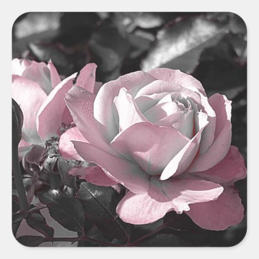 Sticker Carré Jardin rose rose (Devant)