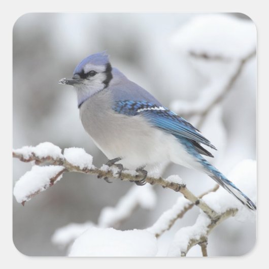 Sticker Carré Jay bleu hiver (Devant)