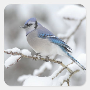 Sticker Carré Jay bleu hiver