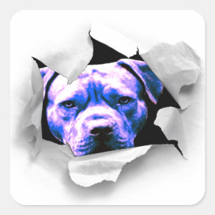 Sticker Carré Jeter Un Coup D'Oeil Sur Un Taureau De Poche