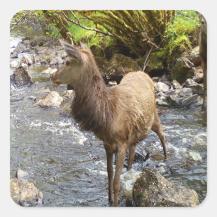 Sticker Carré Jeune Cerf Sauvage Faune Forestier Animalier Art