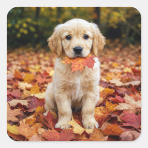 Sticker Carré Jeune chiot Retriever doré dans des feuilles d'aut