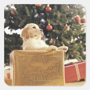 Sticker Carré Jeune Labrador apprend un cadeau de Noël