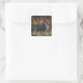 Sticker Carré Jeune léopard Panthera Pardus (Sac)