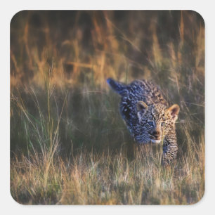 Sticker Carré Jeune léopard Panthera Pardus