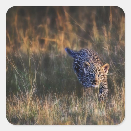 Sticker Carré Jeune léopard Panthera Pardus (Devant)