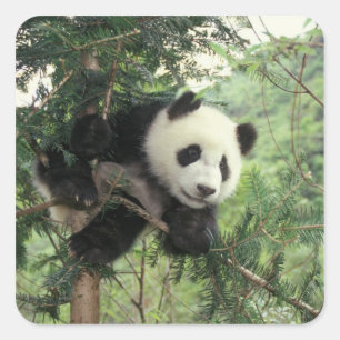 Sticker Carré Jeune panda géant grimpe à un arbre, vallée de Wol