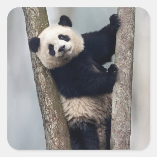 Sticker Carré Jeune panda grimpant à un arbre, Chine (Devant)