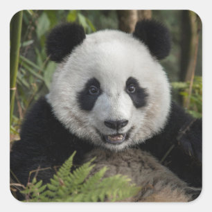 Sticker Carré Jeune panda heureux, Chine