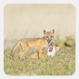 Sticker Carré Jeune Renard véloce (Vulpes macrotis) au terrier,