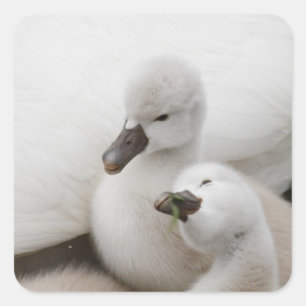 Sticker Carré Jeunes cygnes de cygne muet