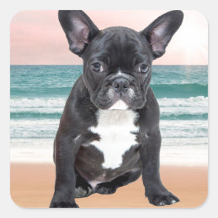 Sticker Carré Joli Bouledogue Français Plage Soleil Eau