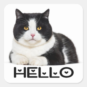 Sticker Carré Joli Chat Chaton Bonjour Chat Noir Blanc