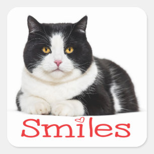 Sticker Carré Joli Chat Chaton Sourire Bonjour Chat Noir Blanc