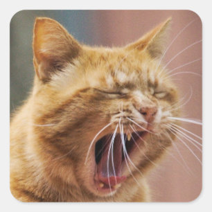 Sticker Carré Joli Chat Orange Bâillant Animal Nature Faune