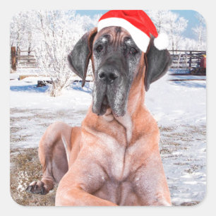 Sticker Carré Joli chien Great Dane assis dans la neige avec un