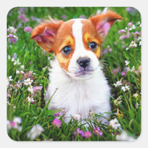Sticker Carré Joli Chiot dans le champ de fleurs