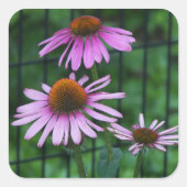 Sticker Carré Joli Conflowers violets Floral (Devant)