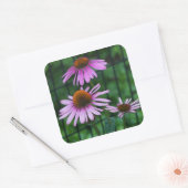 Sticker Carré Joli Conflowers violets Floral (Enveloppe)